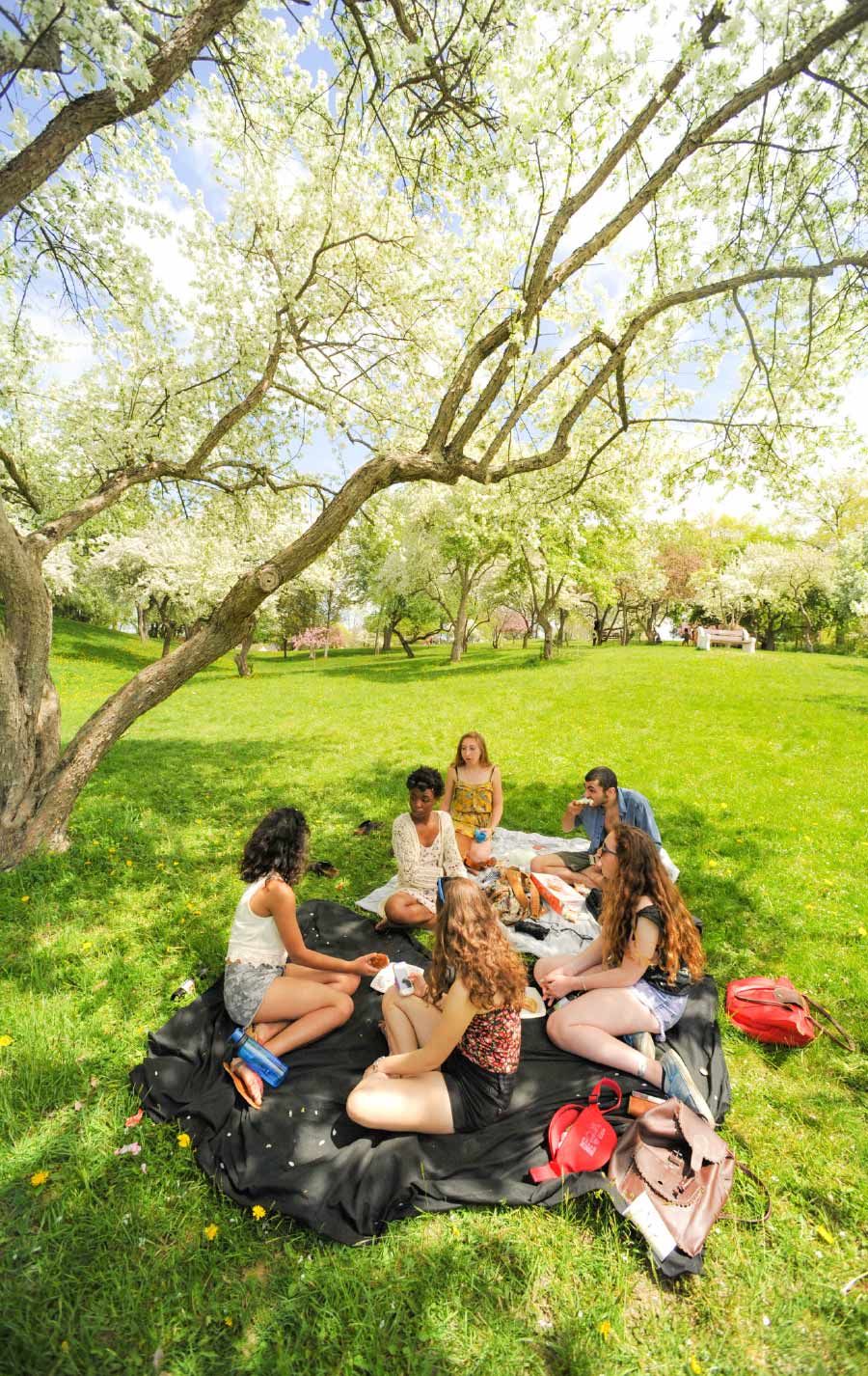 A group of student sits on blankets under a blooming dogwood tree having a picnic.