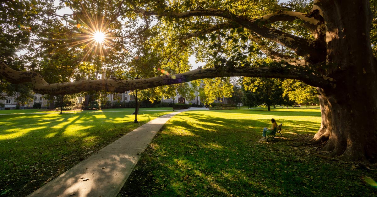 A student sit on a bench on the Library Lawn as late afternoon sunlight dapple through the leaves of the tree above her.