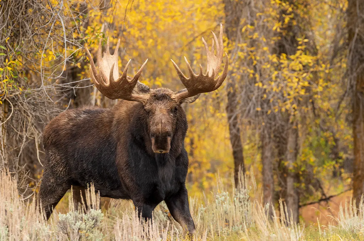 Photo of a moose in Hubbard Brook Experimental Forest, looking at the camera while standing among bright yellow trees.