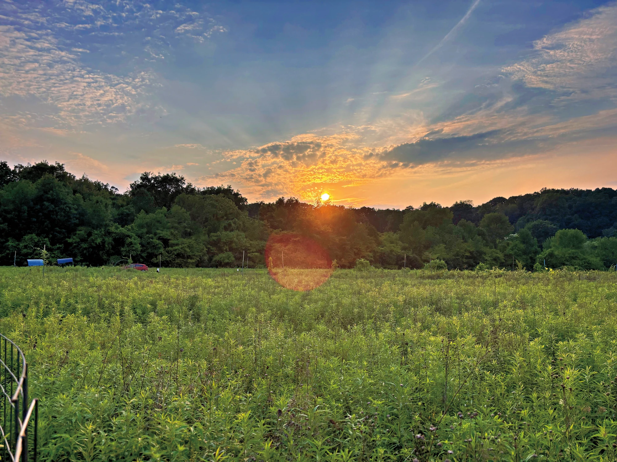 A field of tall grass with a sunset in the background.