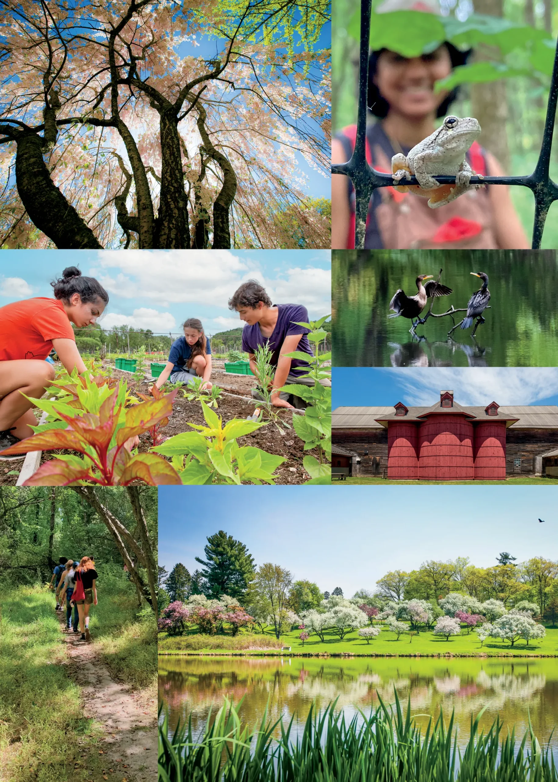 Collage of nature and environmental experiences featuring spring blossoms, a tree frog, students gardening and hiking, waterbirds, a historic barn, and flowering trees reflected in a pond.